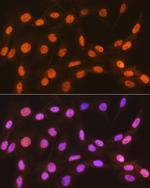 HP1 alpha Antibody in Immunocytochemistry (ICC/IF)