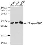 HP1 alpha Antibody in Western Blot (WB)