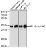 HP1 alpha Antibody in Western Blot (WB)