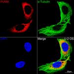 PUMA alpha Antibody in Immunocytochemistry (ICC/IF)