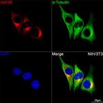 IGF2R Antibody in Immunocytochemistry (ICC/IF)