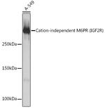 IGF2R Antibody in Western Blot (WB)