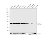 RACK1 Antibody in Western Blot (WB)