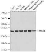 RACK1 Antibody in Western Blot (WB)