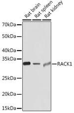 RACK1 Antibody in Western Blot (WB)