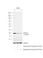 MTCO2 Antibody