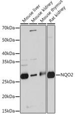 NQO2 Antibody in Western Blot (WB)