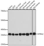 HTRA2 Antibody in Western Blot (WB)