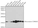 PRDX5 Antibody in Western Blot (WB)