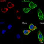 G3BP1 Antibody in Immunocytochemistry (ICC/IF)