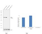 G3BP1 Antibody in Western Blot (WB)