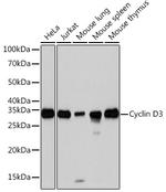 Cyclin D3 Antibody in Western Blot (WB)