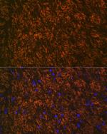 MOG Antibody in Immunohistochemistry (Paraffin) (IHC (P))