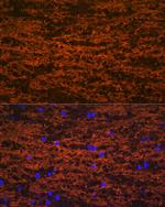 MOG Antibody in Immunohistochemistry (Paraffin) (IHC (P))