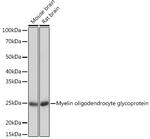 MOG Antibody in Western Blot (WB)