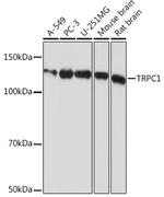 TRPC1 Antibody in Western Blot (WB)