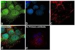 SKP2 Antibody in Immunocytochemistry (ICC/IF)