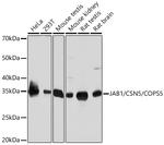 JAB1 Antibody in Western Blot (WB)