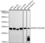 SRSF1 Antibody in Western Blot (WB)