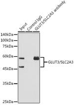 GLUT3 Antibody in Immunoprecipitation (IP)