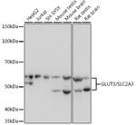 GLUT3 Antibody in Western Blot (WB)