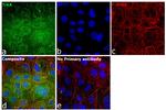 TrkA Antibody in Immunocytochemistry (ICC/IF)