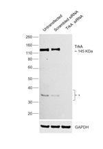 TrkA Antibody