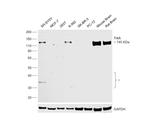 TrkA Antibody in Western Blot (WB)