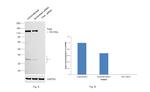 TrkA Antibody in Western Blot (WB)