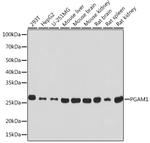 PGAM1 Antibody in Western Blot (WB)