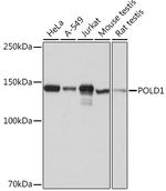 POLD1 Antibody in Western Blot (WB)