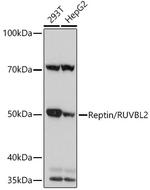 RUVBL2 Antibody in Western Blot (WB)