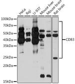 CD83 Antibody in Western Blot (WB)