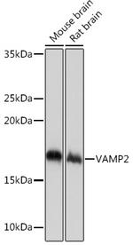 VAMP2 Antibody in Western Blot (WB)