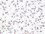 ALY Antibody in Immunohistochemistry (Paraffin) (IHC (P))