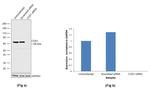 COX1 Antibody in Western Blot (WB)