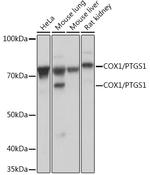 COX1 Antibody in Western Blot (WB)