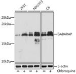 GABARAP Antibody in Western Blot (WB)
