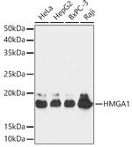 HMGA1 Antibody in Western Blot (WB)