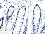 DYNLL1 Antibody in Immunohistochemistry (Paraffin) (IHC (P))