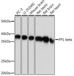 PP1 beta Antibody in Western Blot (WB)