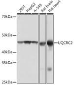 UQCRC2 Antibody in Western Blot (WB)