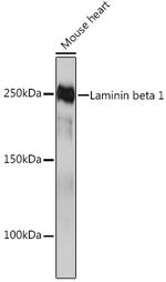 Laminin beta-1 Antibody in Western Blot (WB)