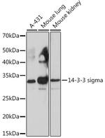 14-3-3 sigma Antibody in Western Blot (WB)