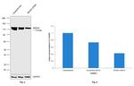 NEDD4 Antibody