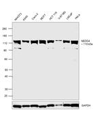 NEDD4 Antibody in Western Blot (WB)