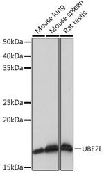 UBC9 Antibody in Western Blot (WB)