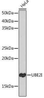 UBC9 Antibody in Western Blot (WB)