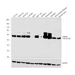 CRMP2 Antibody in Western Blot (WB)