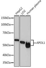 Apolipoprotein L1 Antibody in Western Blot (WB)